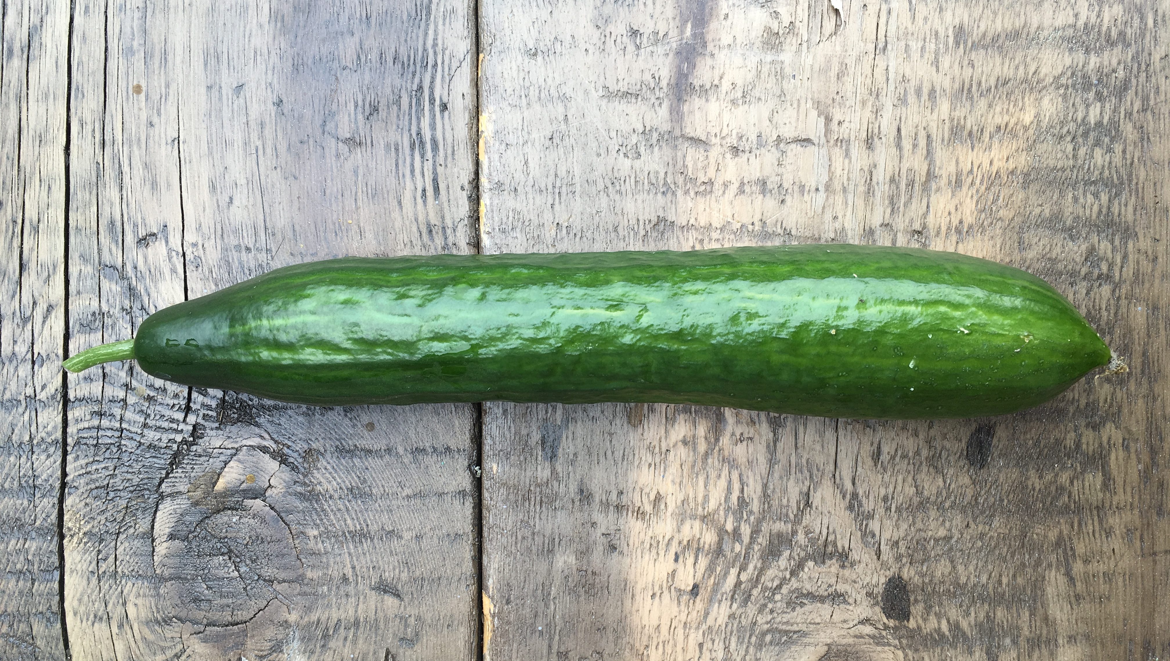 Growing Your Own Cucumber