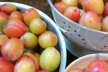 Plums washed and ready to be used
