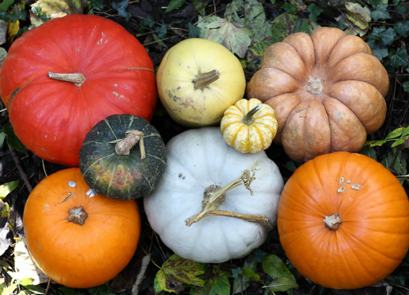 Beautiful pumpkins of all colours